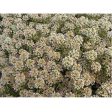 Summer Peaches Alyssum Flower Seeds Online