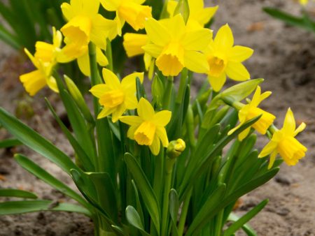 Tete -a- Tete Daffodil Bulbs (Pack of 20) Discount