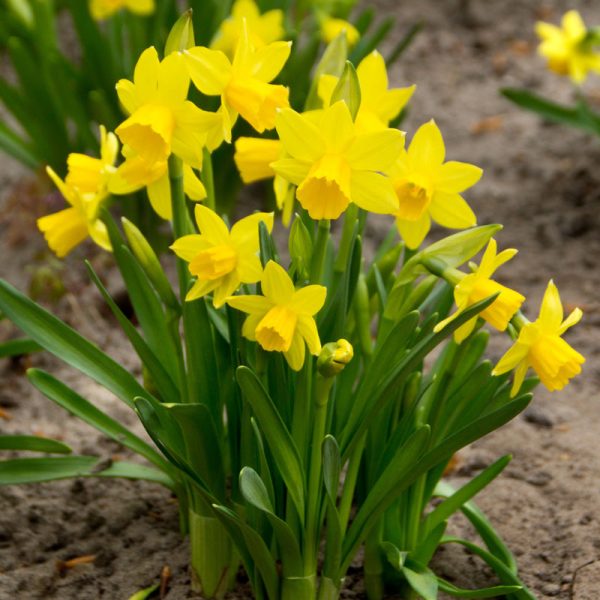 Tete -a- Tete Daffodil Bulbs (Pack of 20) Discount