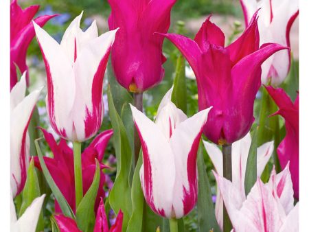 Neon Flash Tulip Bulb Mix (Pack of 12) Discount