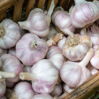 Siberian Garlic (lb) Online Hot Sale