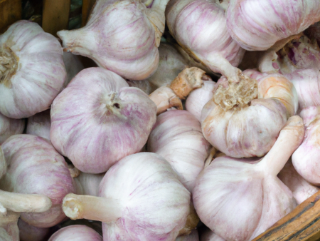 Siberian Garlic (lb) Online Hot Sale