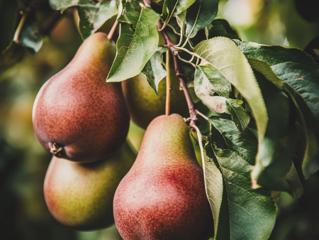 Bartlett Pear Tree Supply