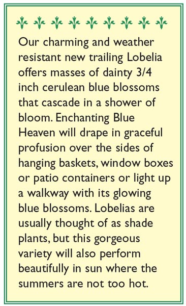 Blue Heaven Windowbox Lobelia Flower Seeds Cheap