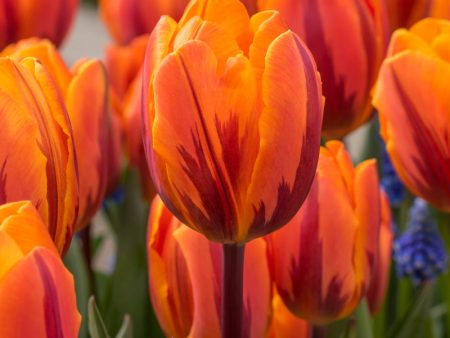 Princess Irene Triumph Tulip Bulbs (Pack of 7) For Discount