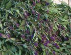 Blue Vervain Seeds For Cheap