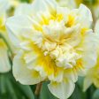 Narcissus White Lion Double Flowering (Pack of 8) Online