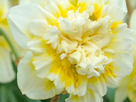 Narcissus White Lion Double Flowering (Pack of 8) Online