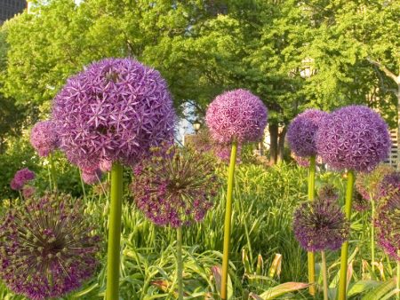 Allium Purple Sensation (Pack of 8) Online now