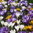 Snow Crocus Bulb Mix (Pack of 18) on Sale