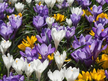 Snow Crocus Bulb Mix (Pack of 18) on Sale