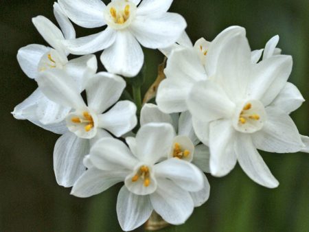 Indoor Paperwhite Narcissus Ziva (Pack of 4) Online Hot Sale