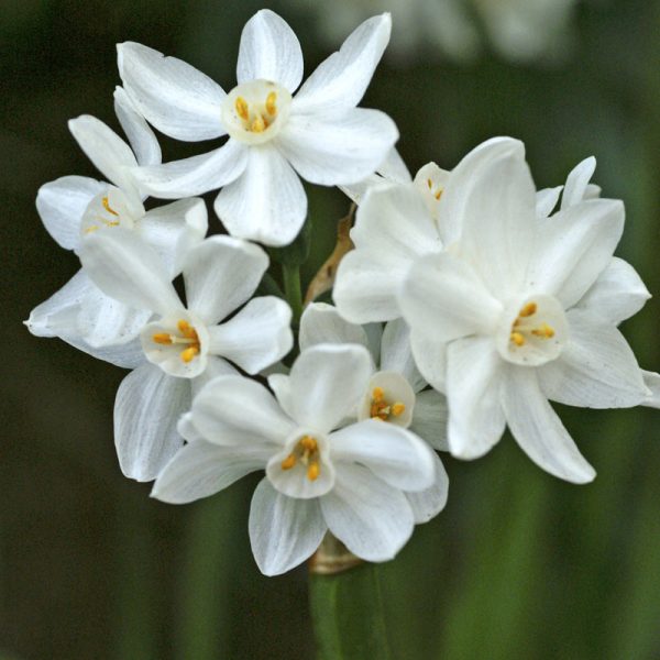 Indoor Paperwhite Narcissus Ziva (Pack of 4) Online Hot Sale