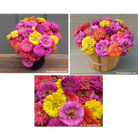 Cabaret Double Cutting Zinnia Flower Seeds For Cheap