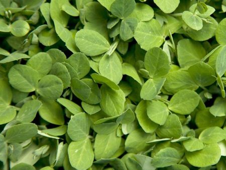 Austrian Winter Peas - Raw Seed (lb) Online Hot Sale