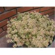 Summer Peaches Alyssum Flower Seeds Online