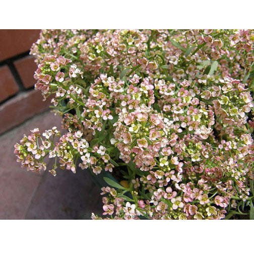 Summer Peaches Alyssum Flower Seeds Online