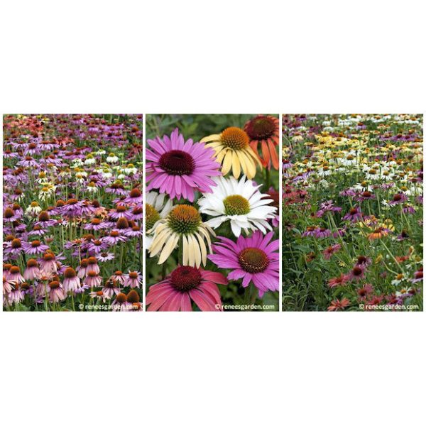 Butterfly Paradise Echinacea Flower Seed Mix Online Sale