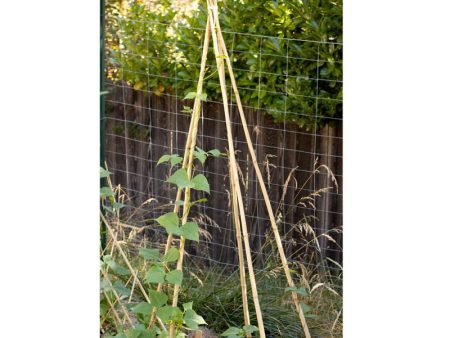 Bamboo Stakes - 10  (Pack of 10) on Sale