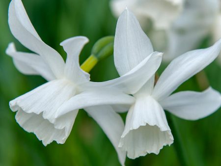 Triandrus Narcissus Thalia (Pack of 6) For Cheap