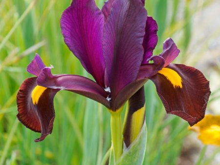 Red Ember  Dutch Iris Bulbs (Pack of 10) Cheap