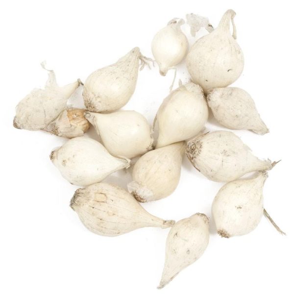 Onion Sets White Snowball (Pack of 75) Discount