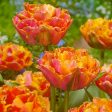 Tulip Double Late Sunlover (Pack of 8) Online now