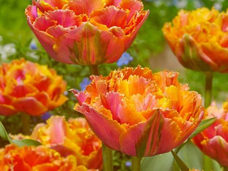 Tulip Double Late Sunlover (Pack of 8) Online now