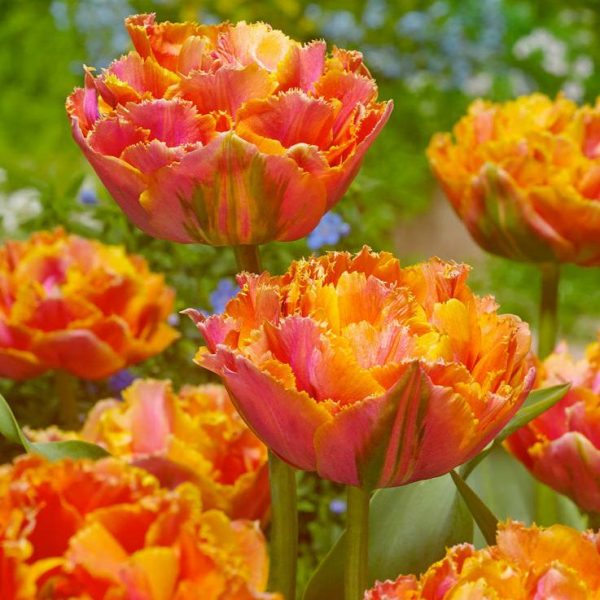 Tulip Double Late Sunlover (Pack of 8) Online now