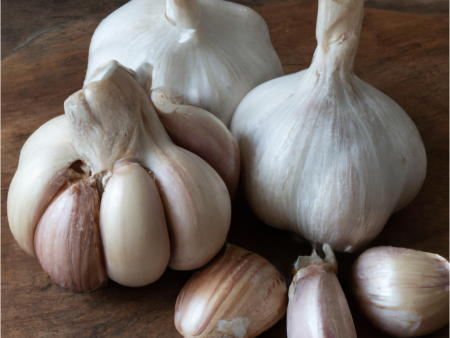 Organic German White Garlic (lb) Discount