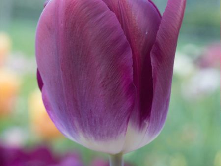 Kansas Proud Triumph Tulip Bulbs (Pack of 8) Discount