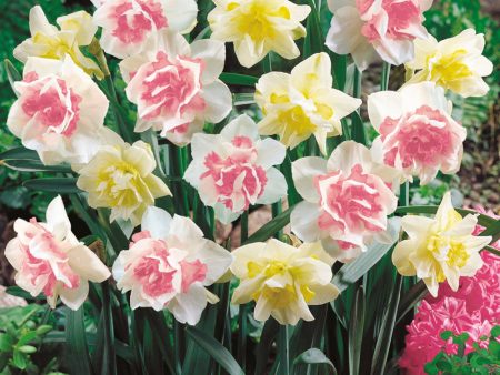 Double Duo Daffodil Bulb Mix (Pack of 15) Hot on Sale