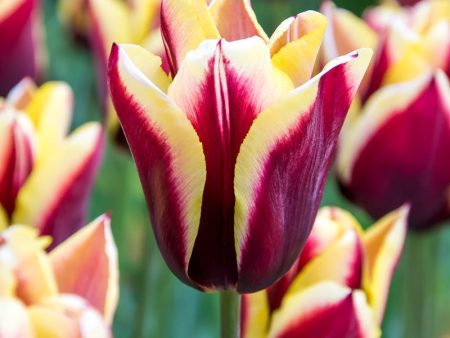 Gavota  Triumph Tulip Bulbs (Pack of 8) Online Hot Sale