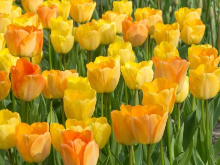 Daydream  Tulip Bulbs (Pack of 8) Online Sale