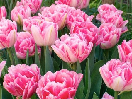 Foxtrot Double Late Tulip (Pack Of 8) Supply