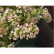 Summer Peaches Alyssum Flower Seeds Online