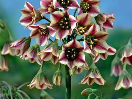 Nectaroscordum (Allium siculum) (Pack of 15) Discount