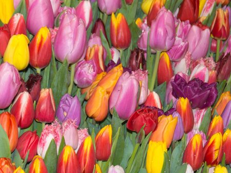 Tulips Single Late Mix (Pack of 18) Online now