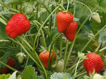 Allstar Strawberry Plants (Bundle of Approximately 25) Cheap